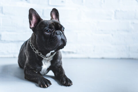 EPI gietvloer met hond